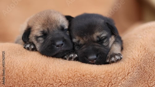 Cute sleeping puppies. Beautiful little dogs lie on bedspread.