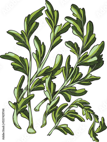 Maca root leaves vector sketch icon, hand drawn Maca Peruvian green foliage, organic seasoning, condiment ingredient