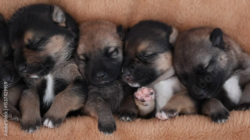 Cute sleeping puppies. Beautiful little dogs lie on bedspread.