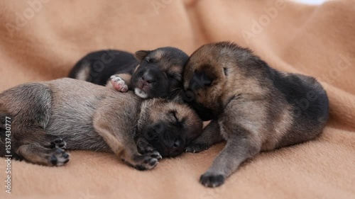 Cute sleeping puppies. Beautiful little dogs lie on bedspread.