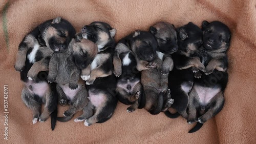 Cute sleeping puppies. Beautiful little dogs lie on bedspread.