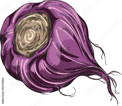 Hand drawn watercolor sketch illustration of purple maca root.