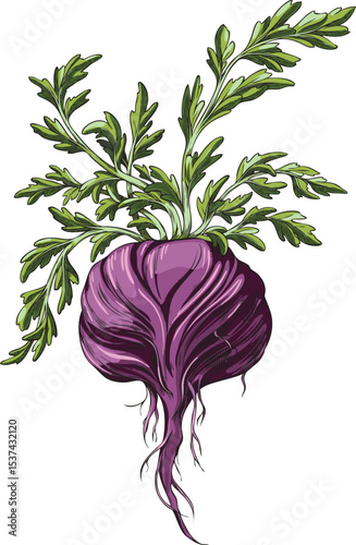 Maca root purple peel with leaves vector sketch, hand drawn Maca Peruvian tuber superfood, organic seasoning, condiment