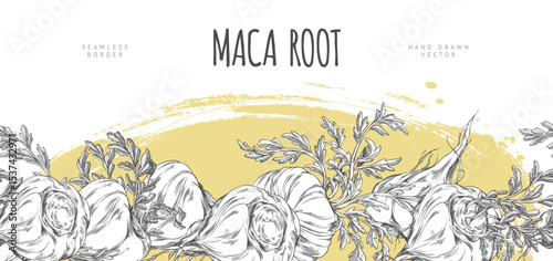 Maca roots, leaves, seamless border hand drawn engraved vector design, Maca Peruvian tuber superfood, organic ingredient