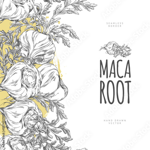 Maca roots, leaves, seamless border vector hand drawn engraved design, Maca Peruvian tuber superfood, organic ingredient