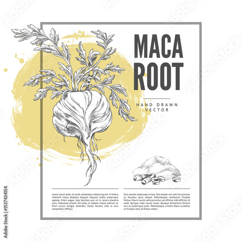Monochrome poster with rectangular frame and sketch of maca root with leaves, powder and pills.