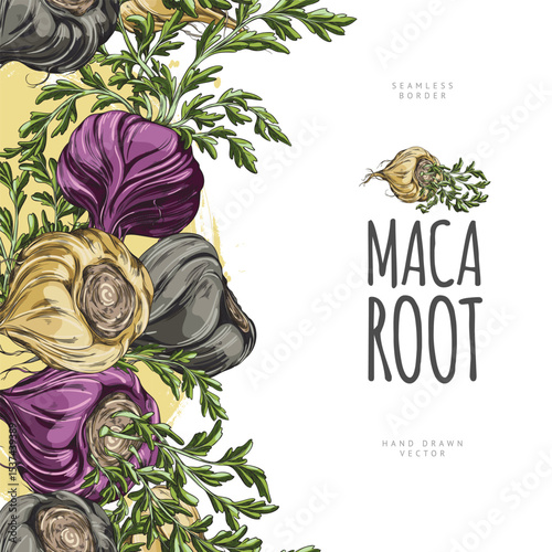 Maca roots with leaves vector sketch, seamless border label design, hand drawn Maca Peruvian tuber superfood ingredient