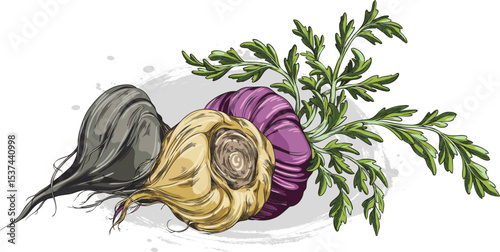 Maca roots in brown, black and purple peel with leaves vector sketch, hand drawn tuber vegetable, superfood ingredient