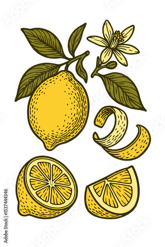 A hand drawn illustration of a lemon, featuring vintage-inspired depictions of lime, orange, and lemon fruits, blossoms, and branches, suitable for a juice label, rendered in vector black ink outline