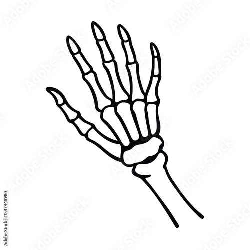 Detailed anatomical skeleton hand illustration high resolution vector graphic for medical artistic or design projects