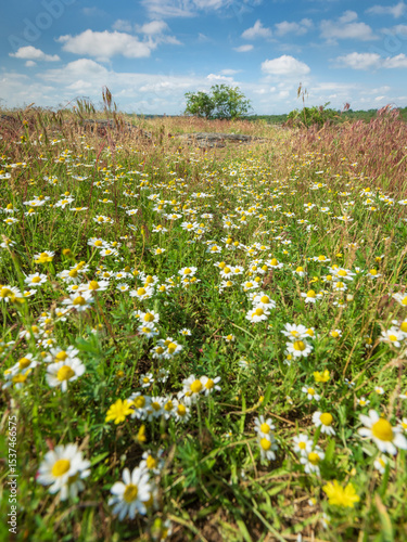 portrait view to meadow of camomiles in summer day