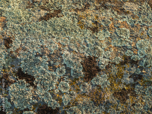 abstract view to moss on granite boulder with texture