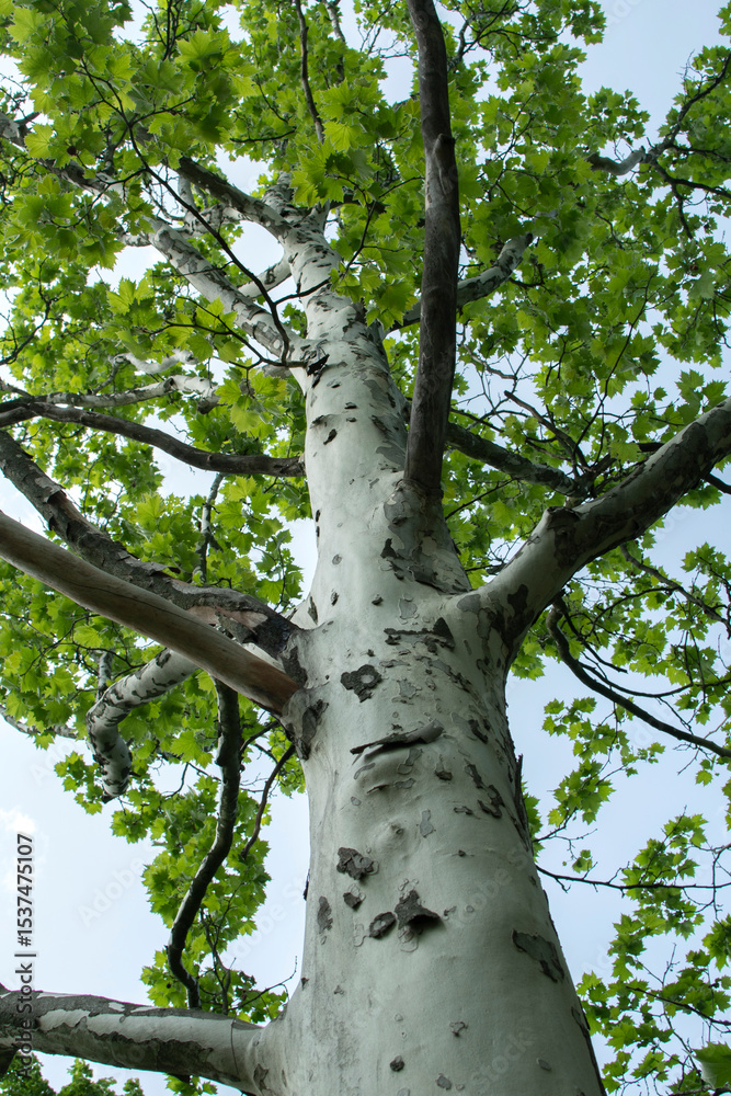 Naklejka premium Platanus tree with green leaves 