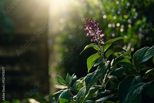 Lilac Flowers Bloom in a Sunny Garden During Springtime.