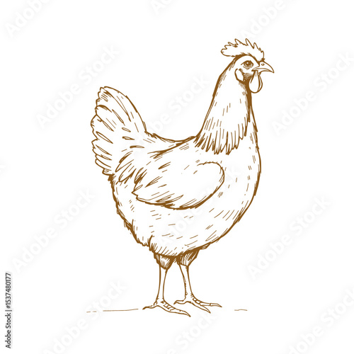 Chicken Vector Sketch