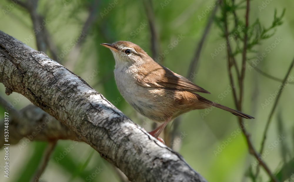 Obraz premium Side-View Of A Cetti's Warbler (Cettia Cetti)