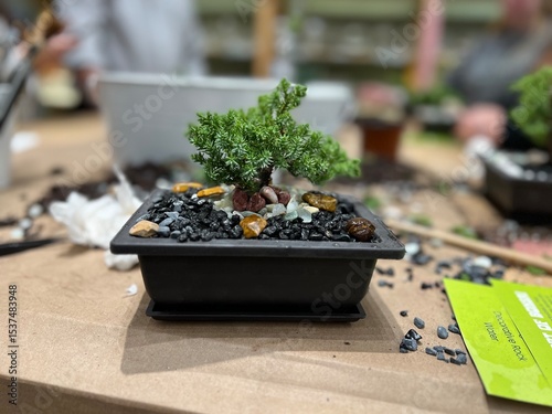 Miniature bonsai trees in handcrafted containers at plant workshop