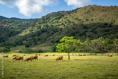 cows on the meadow, bourail, New Caledonia