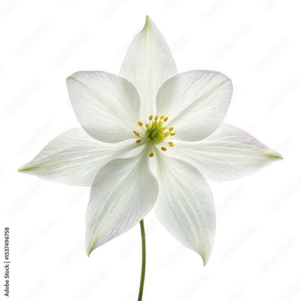 Fototapeta premium Epimedium flower png heart-shaped foliage bloom png shade garden plant png colorful perennial flower png woodland bloom png transparent background image