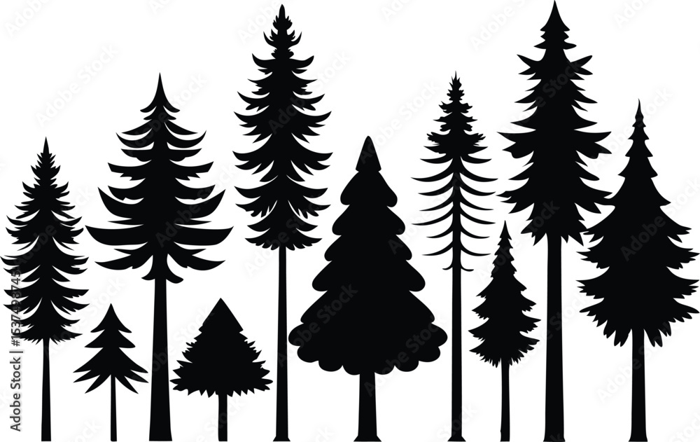Fototapeta premium Silhouettes of evergreen trees in a forest setting