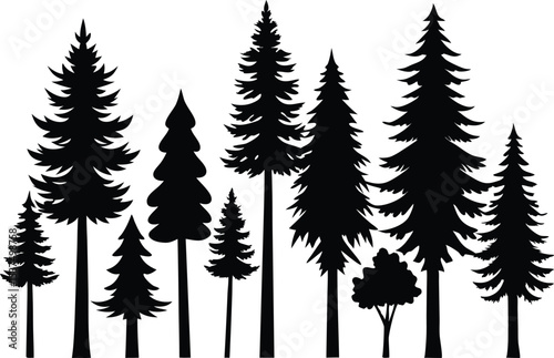 Silhouettes of evergreen trees in a forest setting