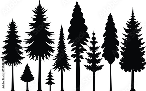 Silhouettes of evergreen trees in a forest setting