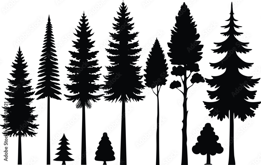 Fototapeta premium Silhouettes of evergreen trees in a forest setting