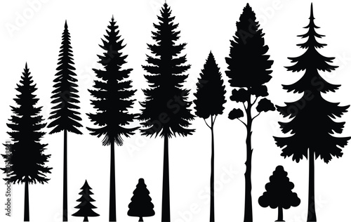Silhouettes of evergreen trees in a forest setting