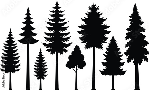 Silhouettes of evergreen trees in a forest setting