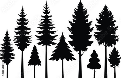 Silhouettes of evergreen trees in a forest setting
