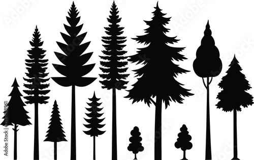 Silhouettes of evergreen trees in a forest setting