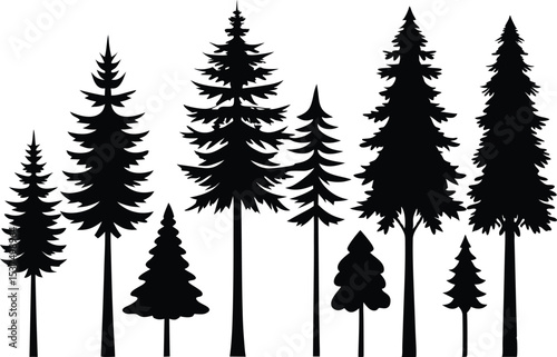 Silhouettes of evergreen trees in a forest setting