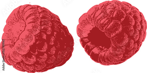 Pair of hand-sketched raspberries, vintage red fruit illustration on white. Suitable for traditional recipe design, botanical-themed packaging, or tea branding.