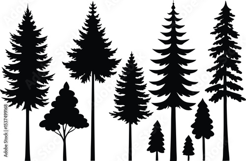 Silhouettes of evergreen trees in a forest setting