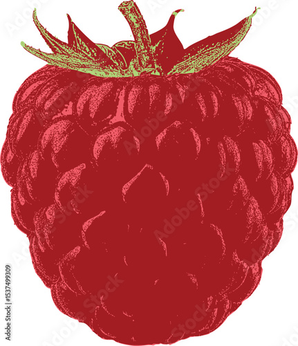 Single raspberry fruit illustration in monochrome red with stipple texture. Great for vintage-style posters, natural cosmetics packaging, and farm-to-table graphics.