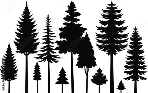 Silhouettes of evergreen trees in a forest setting