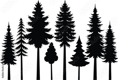 Silhouettes of evergreen trees in a forest setting