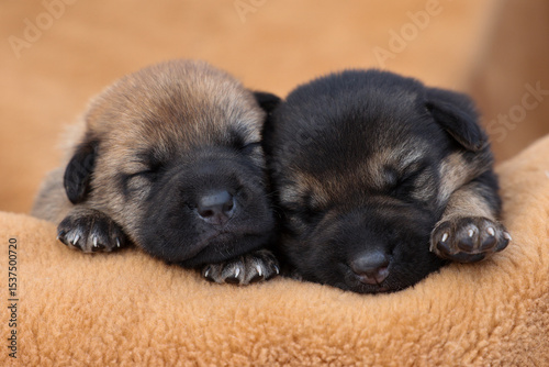 Cute sleeping puppies. Beautiful little dogs lie on bedspread. photo