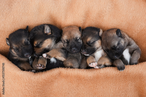 Cute sleeping puppies. Beautiful little dogs lie on bedspread. photo