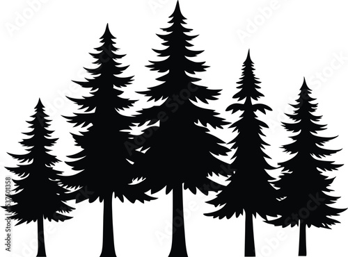 Silhouettes of evergreen trees in a forest