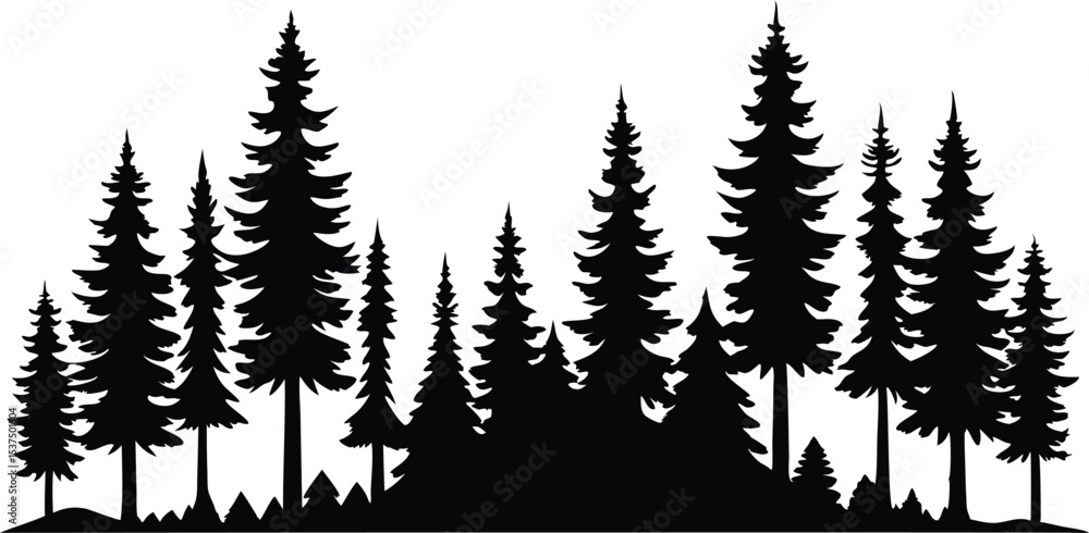 Fototapeta premium Majestic silhouette of evergreen trees in a forest