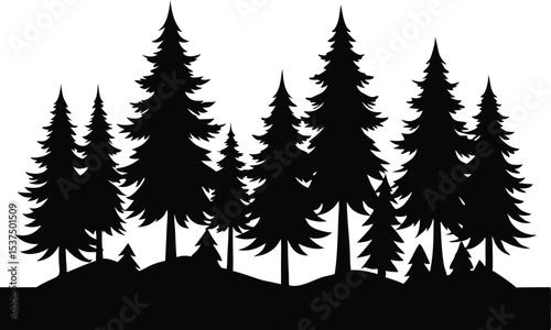 Majestic silhouette of evergreen trees in a forest