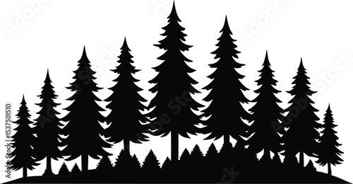 Majestic silhouette of evergreen trees in a forest