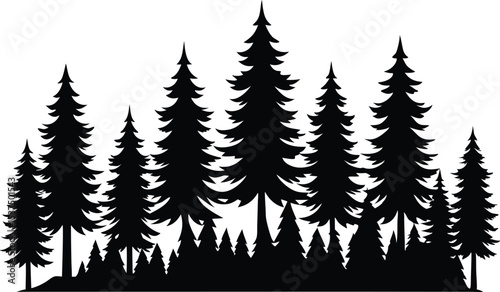 Majestic silhouette of evergreen trees in a forest
