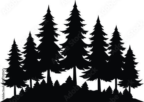 Majestic silhouette of evergreen trees in a forest