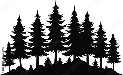 Majestic silhouette of evergreen trees in a forest