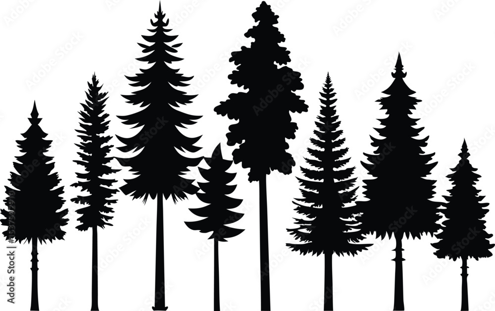 Obraz premium Silhouettes of various evergreen trees in a forest