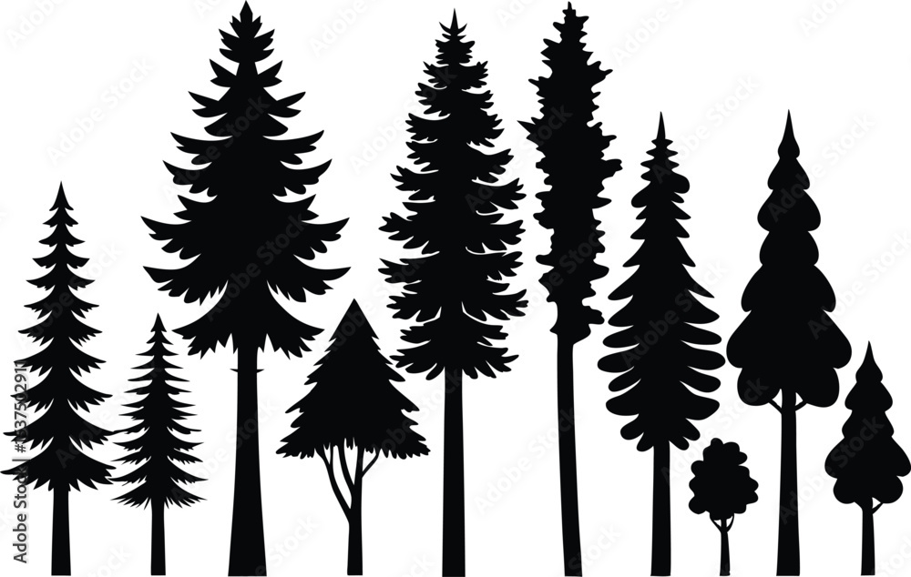 Obraz premium Silhouettes of various evergreen trees in a forest