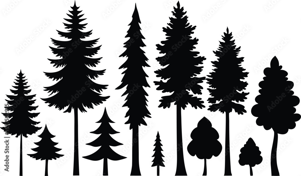 Fototapeta premium Silhouettes of various evergreen trees in a forest