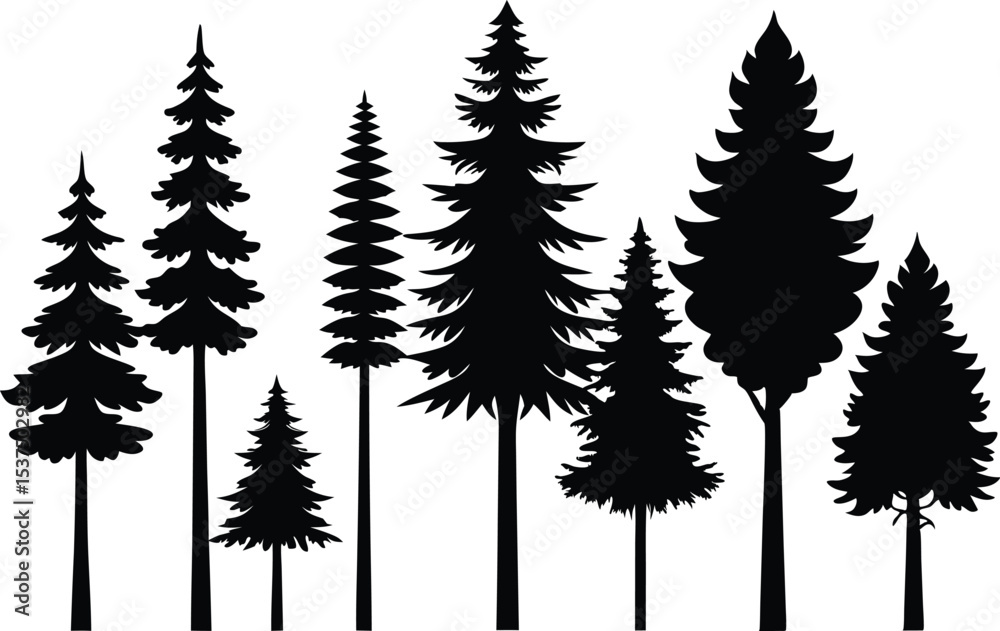 Fototapeta premium Silhouettes of various evergreen trees in a forest